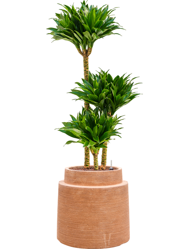 Dracaena fragrans 'Compacta' en Colorado, Private label