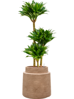 Dracaena fragrans 'Compacta' en Colorado