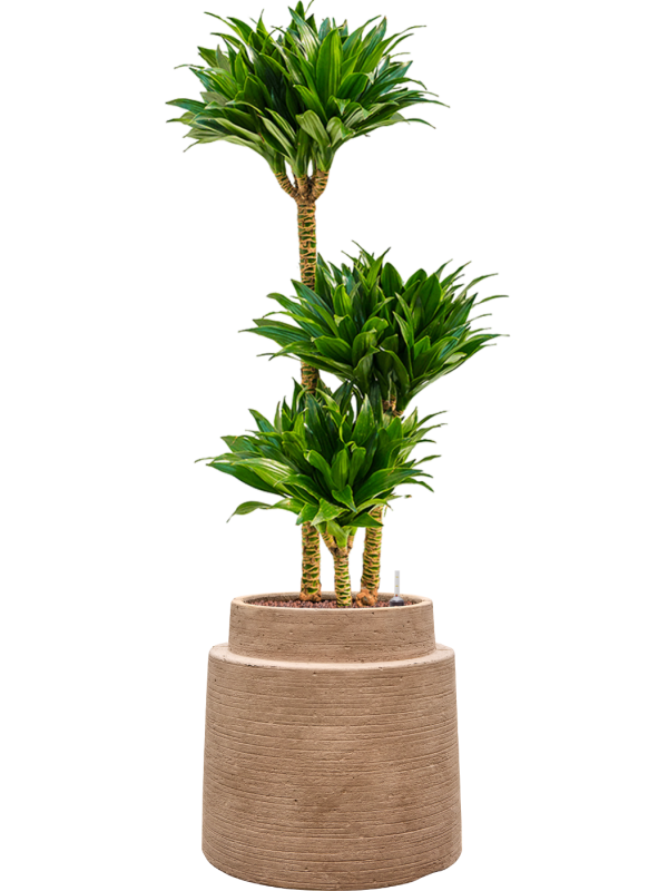 Dracaena fragrans 'Compacta' en Colorado, Private label
