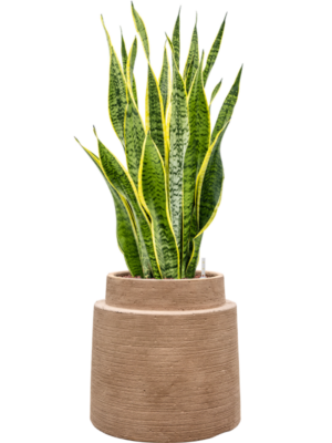 Sansevieria trifasciata 'Laurentii' en Colorado
