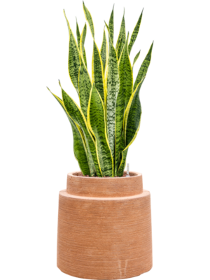 Sansevieria trifasciata 'Laurentii' en Colorado