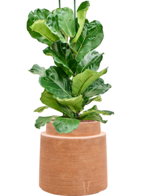 Ficus lyrata en Colorado