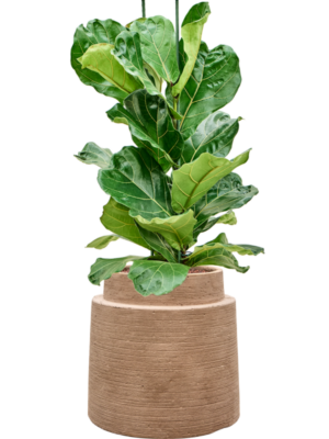 Ficus lyrata en Colorado