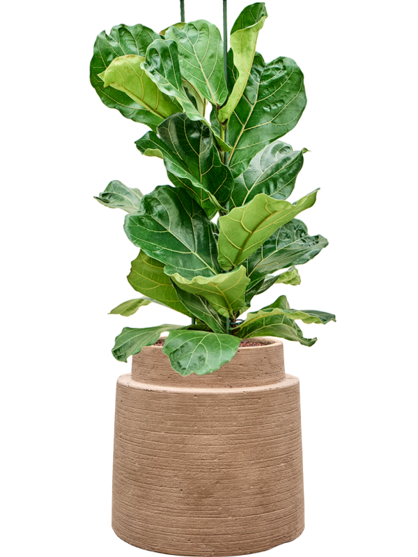 Ficus lyrata en Colorado, Private label