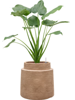 Alocasia cucullata en Colorado