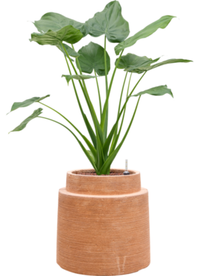 Alocasia cucullata en Colorado