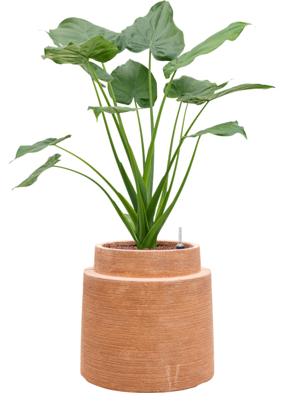 Alocasia cucullata en Colorado, Private label
