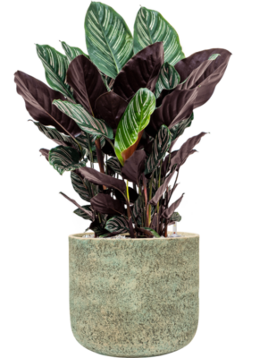 Calathea sanderiana en Mont Blanc