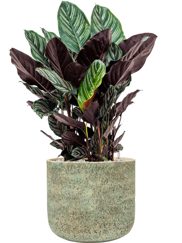 Calathea sanderiana en Mont Blanc, Private label