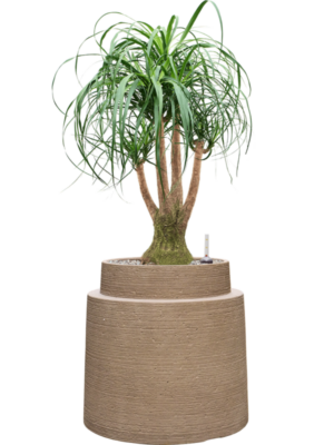 Beaucarnea recurvata en Colorado