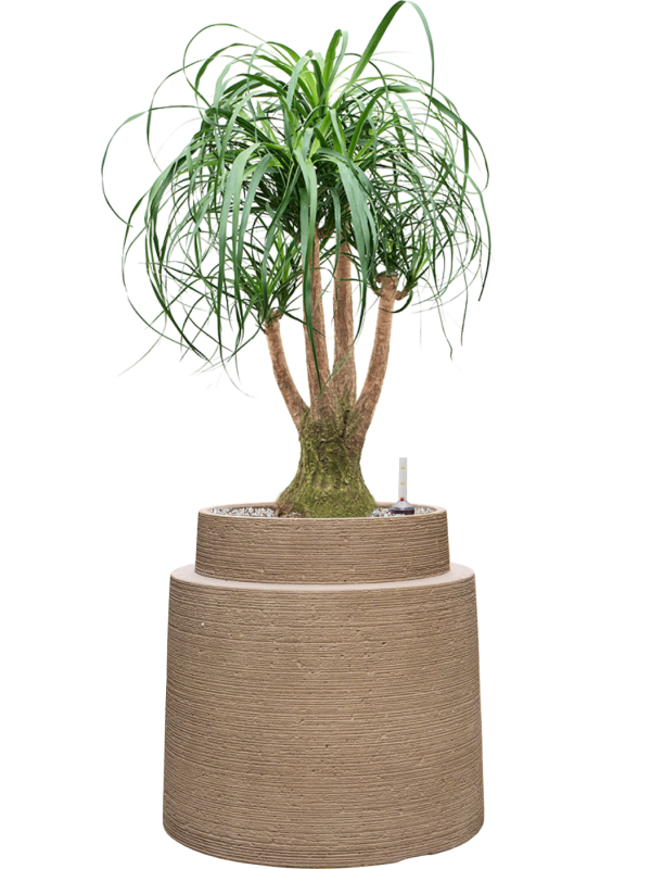 Beaucarnea recurvata en Colorado, Private label