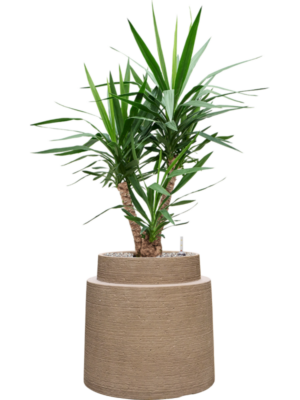 Yucca elephantipes en Colorado