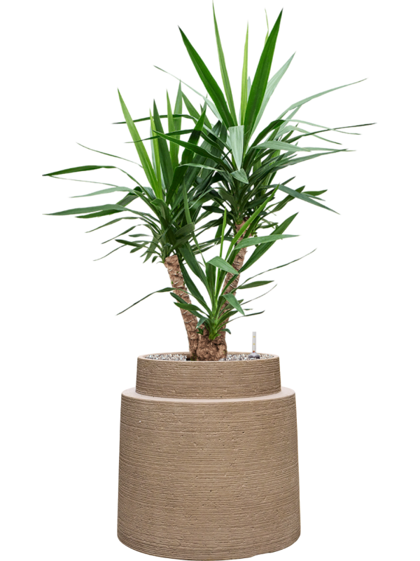 Yucca elephantipes en Colorado, Private label