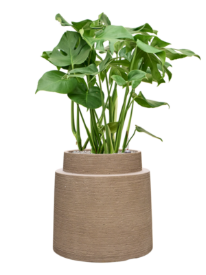 Monstera deliciosa en Colorado