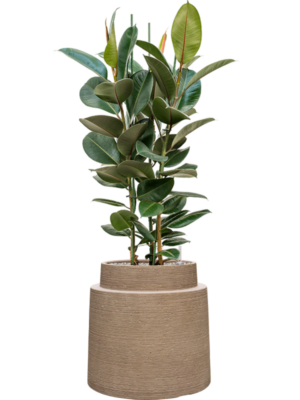 Ficus elastica 'Robusta' en Colorado