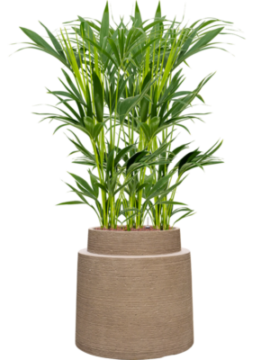 Kentia (Howea) forsteriana en Colorado