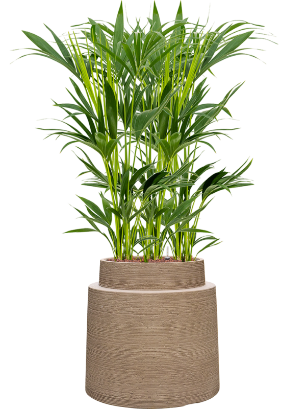 Kentia (Howea) forsteriana en Colorado, Private label
