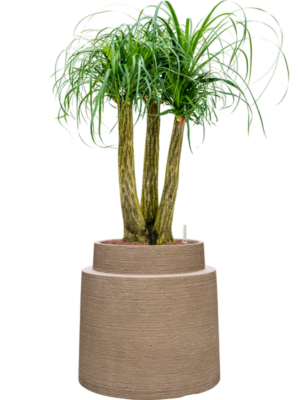 Beaucarnea recurvata en Colorado
