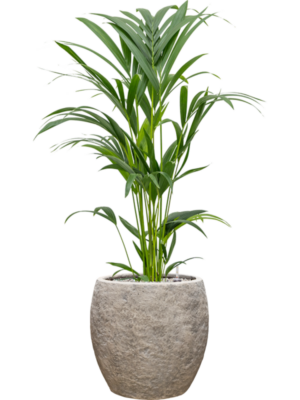 Kentia (Howea) forsteriana en Coast Mountains