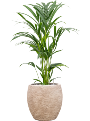 Kentia (Howea) forsteriana en Coast Mountains