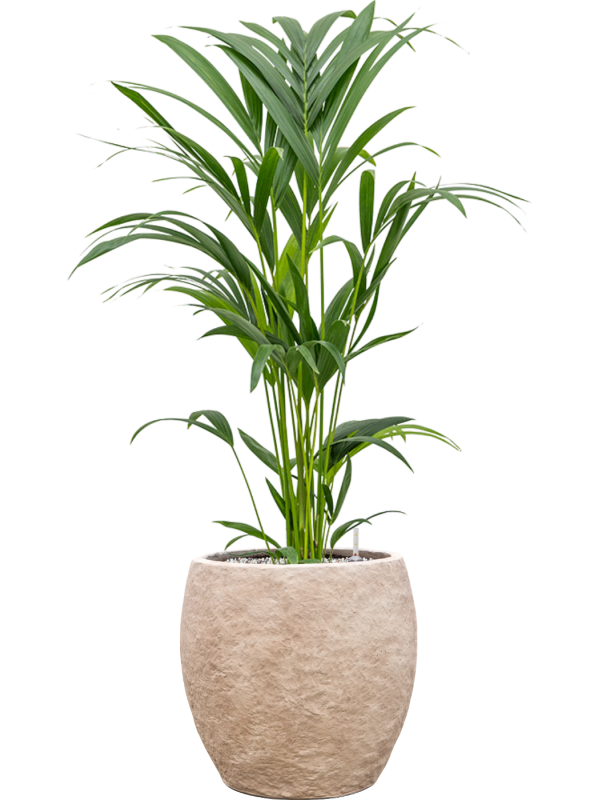 Kentia (Howea) forsteriana en Coast Mountains, Private label