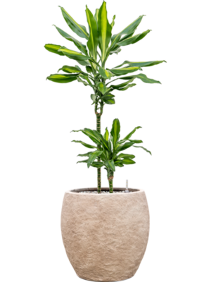 Dracaena fragrans 'Cintho'' en Coast Mountains