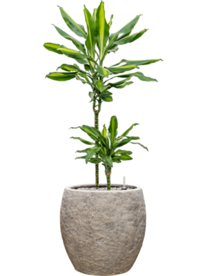 Dracaena fragrans 'Cintho'' en Coast Mountains