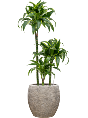 Dracaena fragrans 'Dorado' en Coast Mountains