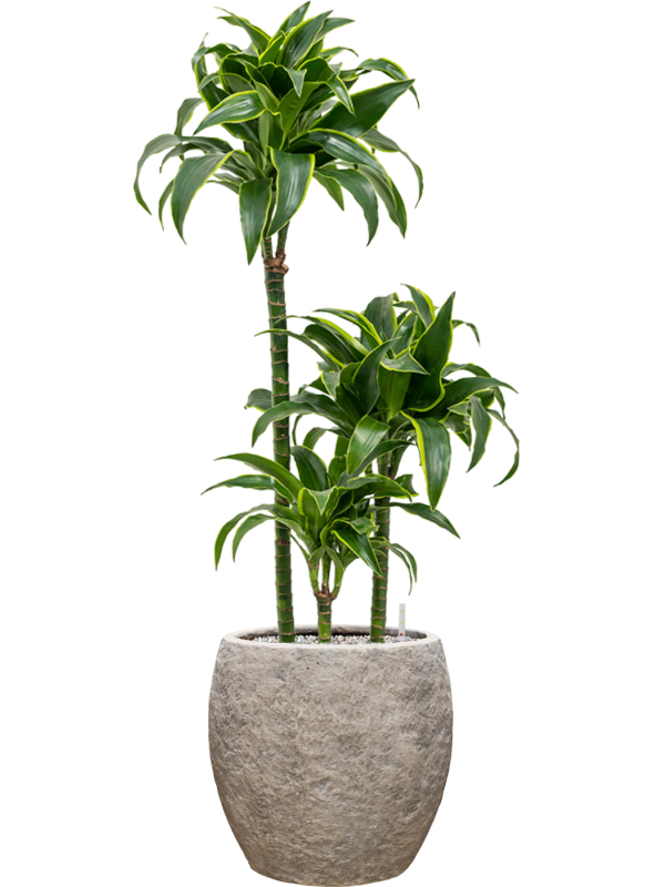 Dracaena fragrans 'Dorado' en Coast Mountains, Private label