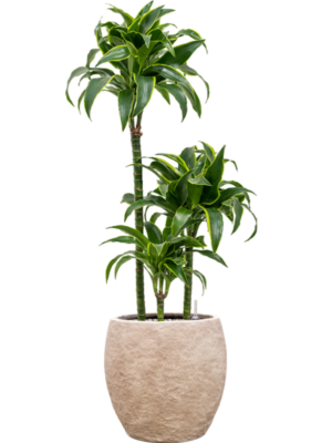 Dracaena fragrans 'Dorado' en Coast Mountains