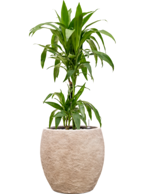 Dracaena fragrans 'Janet Craig' en Coast Mountains