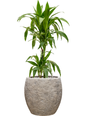 Dracaena fragrans 'Janet Craig' en Coast Mountains