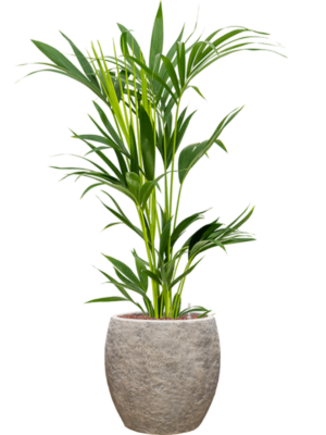 Kentia (Howea) forsteriana en Coast Mountains