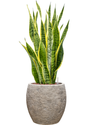 Sansevieria trifasciata 'Laurentii' en Coast Mountains