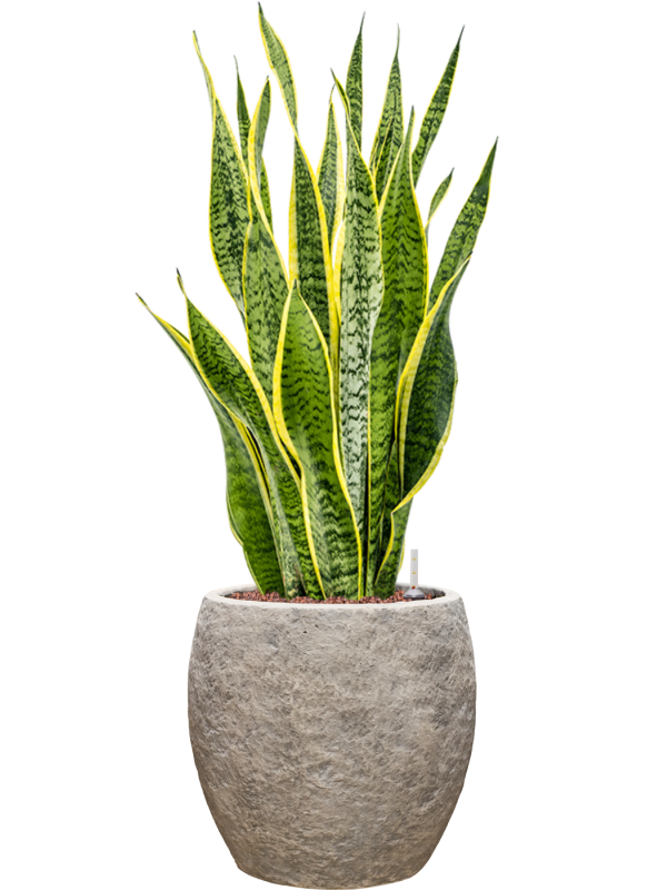 Sansevieria trifasciata 'Laurentii' en Coast Mountains, Private label