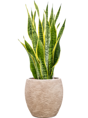 Sansevieria trifasciata 'Laurentii' en Coast Mountains