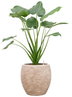Alocasia cucullata en Coast Mountains