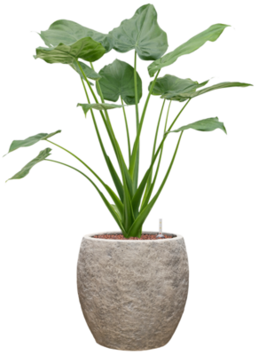 Alocasia cucullata en Coast Mountains