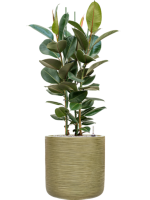Ficus elastica 'Robusta' en Baq Dune