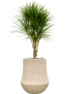 Dracaena marginata en Baq Polystone Coated Plain
