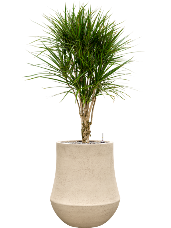 Dracaena marginata en Baq Polystone Coated Plain