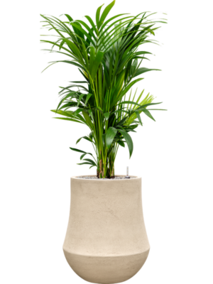 Kentia (Howea) forsteriana en Baq Polystone Coated Plain