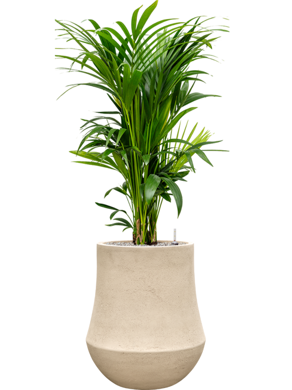 Kentia (Howea) forsteriana en Baq Polystone Coated Plain