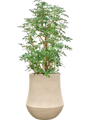 Schefflera 'Compacta' en Baq Polystone Coated Plain