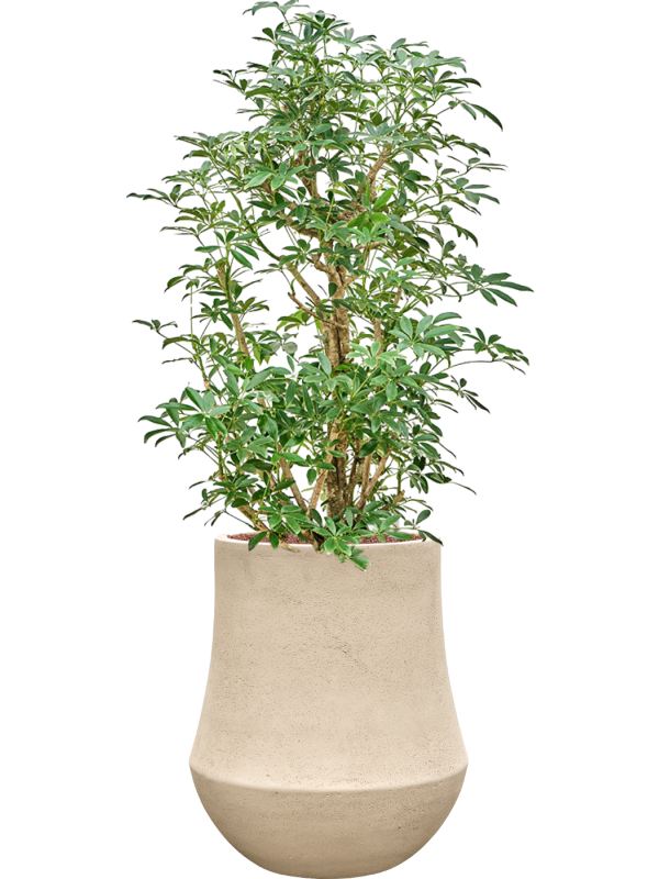 Schefflera 'Compacta' en Baq Polystone Coated Plain