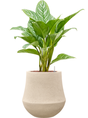 Aglaonema 'Stripes' en Baq Polystone Coated Plain