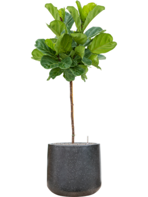 Ficus lyrata en Baq Terrazzo