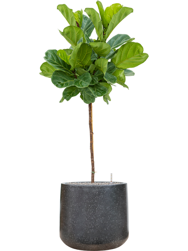 Ficus lyrata en Baq Terrazzo
