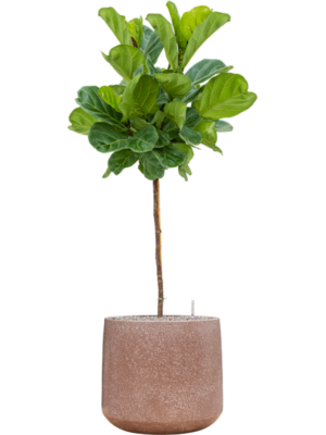 Ficus lyrata en Baq Terrazzo