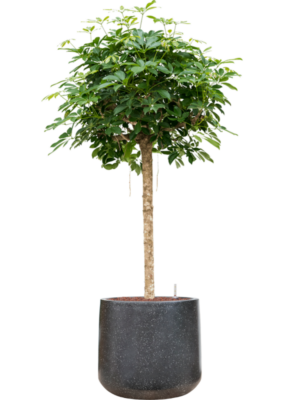 Schefflera arboricola 'Compacta' en Baq Terrazzo